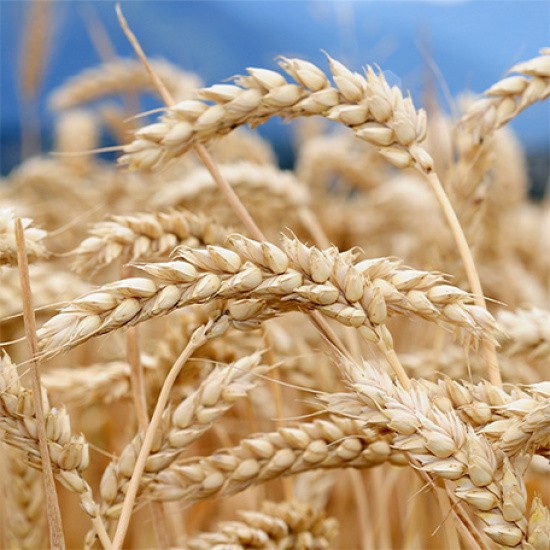 Un champs de blé